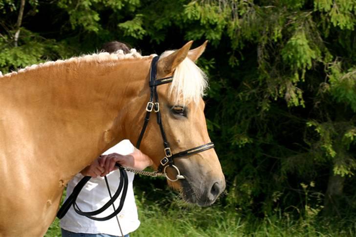 New Forest Stegstedgårds Quality - Quality til kåring 2006 billede 5