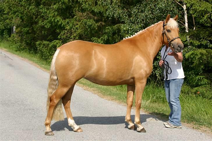 New Forest Stegstedgårds Quality - Quality til kåring 2006 billede 6