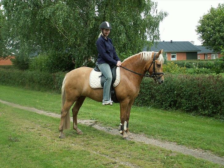 New Forest Stegstedgårds Quality - He he - et sjældent syn. Mig i sadlen. billede 7