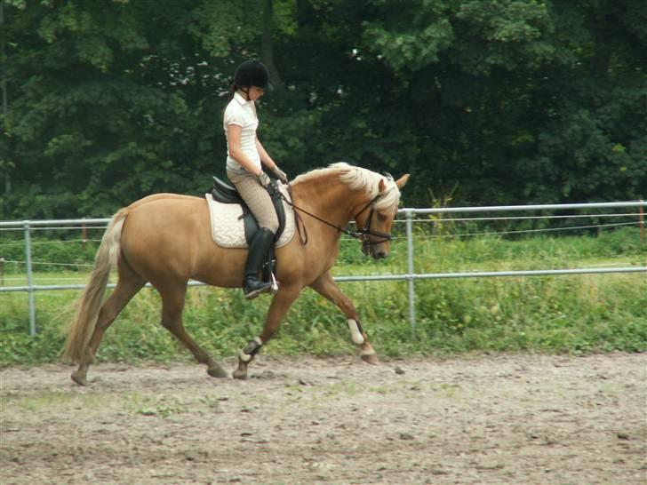 New Forest Stegstedgårds Quality - Quality i tilridning hos stutteri Remonte billede 8