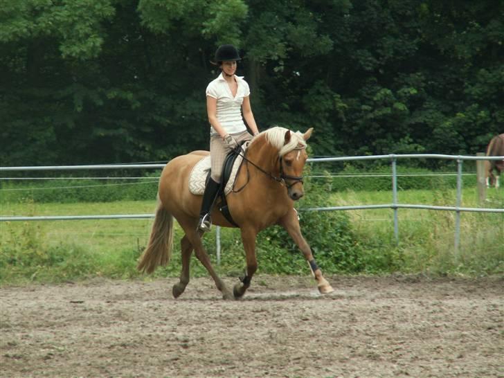 New Forest Stegstedgårds Quality - Quality i tilridning hos stutteri Remonte billede 9