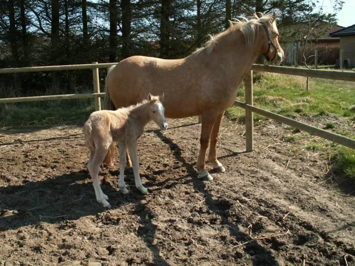 New Forest Stegstedgårds Quality - Quality med hendes lille palomino føl fra forår 08 billede 10