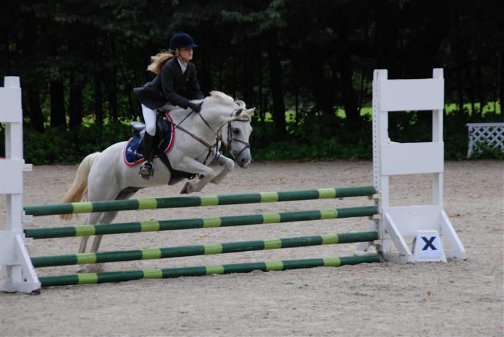 Welsh Partbred (Sec F) Emdegårdens Herculessolgt - distriktmesterskab hold 2007 red nul det sammen med min søs det var bare de andre der fik fejl billede 1