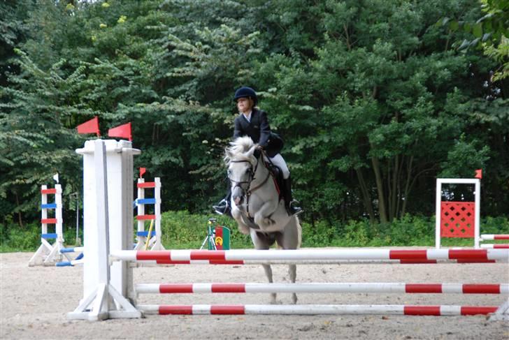 Welsh Partbred (Sec F) Emdegårdens Herculessolgt - distriktmesterskab hold 2007 red nul det sammen med min søs det var bare de andre der fik fejl billede 2