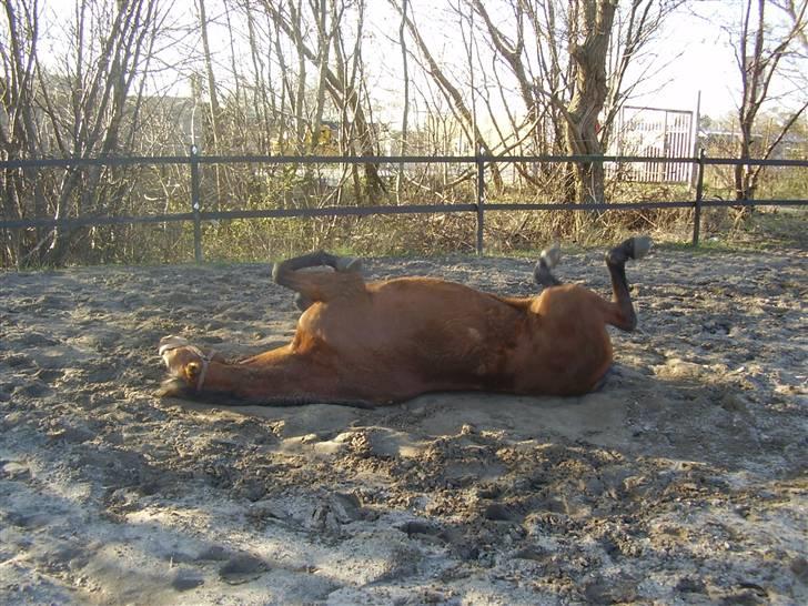 Dansk Varmblod Kara SOLGT - #18 Kara der ruller sig :o) billede 18