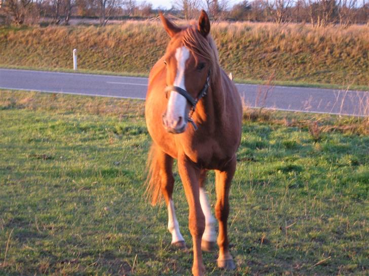 Palomino Stargolds Pasha SOLGT - efterår 07 billede 10