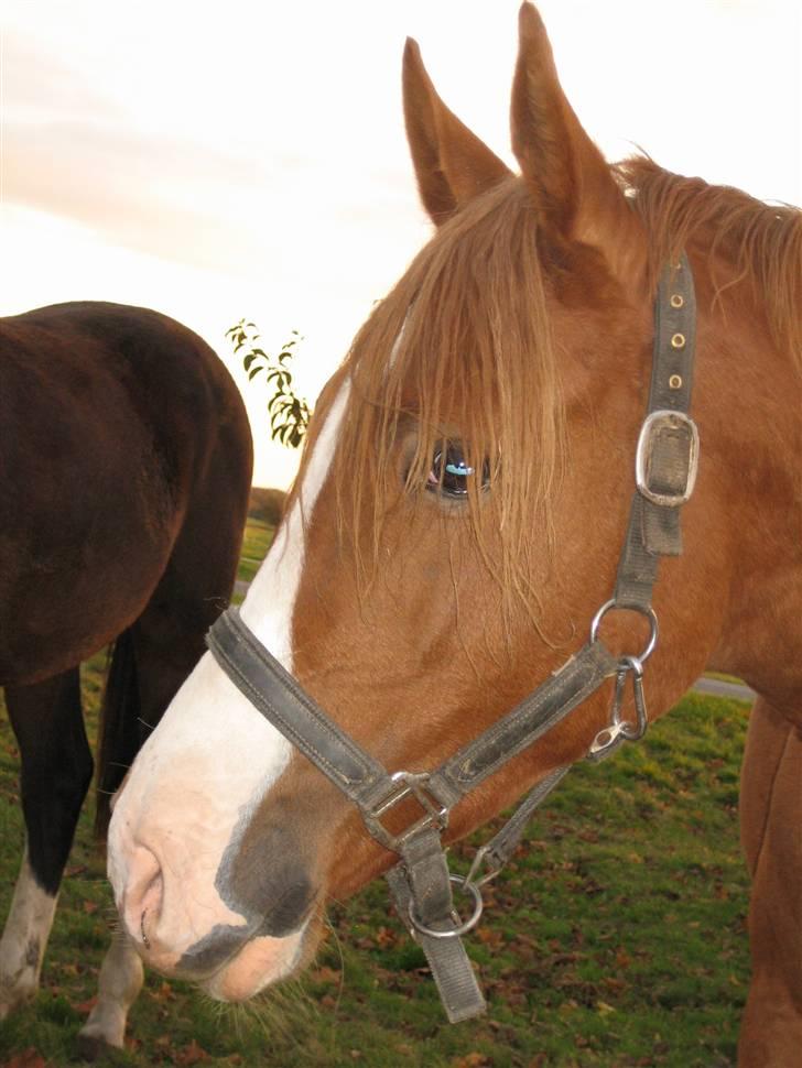 Palomino Stargolds Pasha SOLGT - efterår 07 billede 11