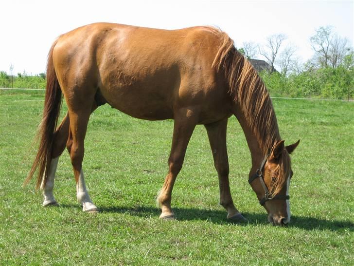 Palomino Stargolds Pasha SOLGT billede 12