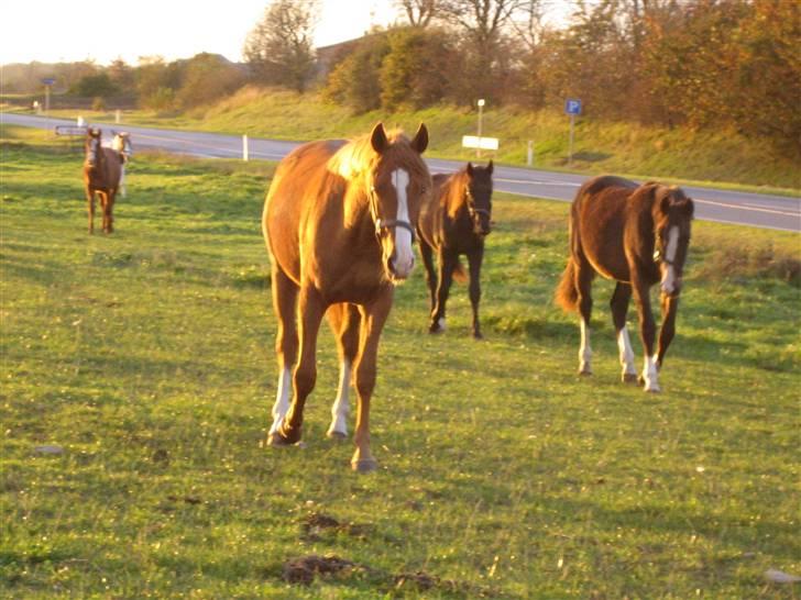 Palomino Stargolds Pasha SOLGT billede 13