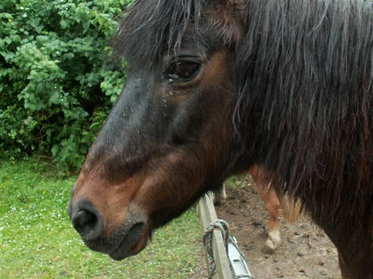 Anden særlig race Lukas R.I.P :'/ - Lukas´s smukke hoved. billede 1