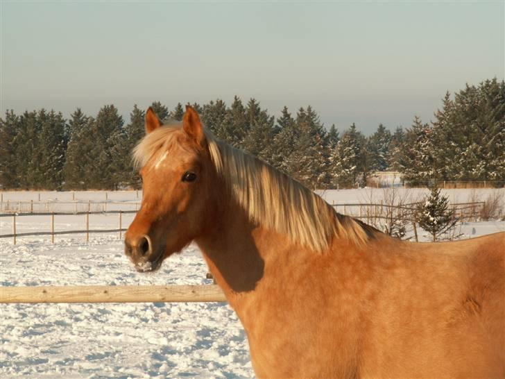 New Forest Stegstedgårds Quality - Quality - vinter 2010 billede 11