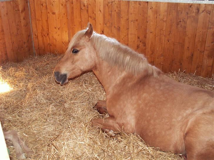 New Forest Stegstedgårds Quality billede 12