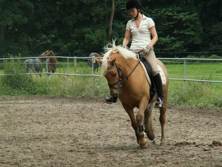 New Forest Stegstedgårds Quality - Quality i tilridning hos stutteri Remonte billede 13