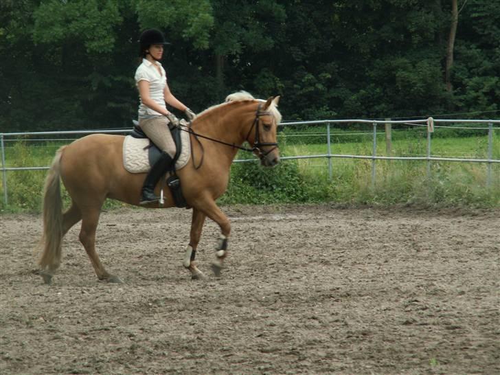 New Forest Stegstedgårds Quality - Quality i tilridning hos stutteri Remonte billede 14