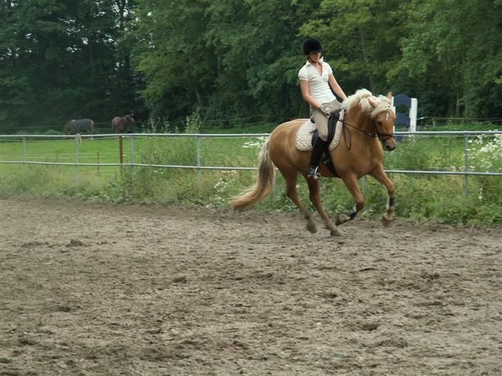 New Forest Stegstedgårds Quality - Quality i tilridning hos stutteri Remonte billede 15