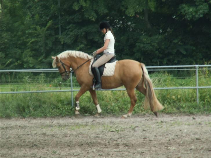 New Forest Stegstedgårds Quality - Quality i tilridning hos stutteri Remonte billede 16