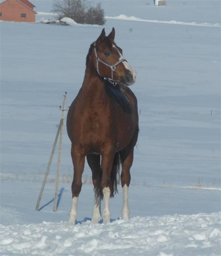 Dansk Varmblod Miss Dior SRDH - Dioden 9mdr henne billede 13