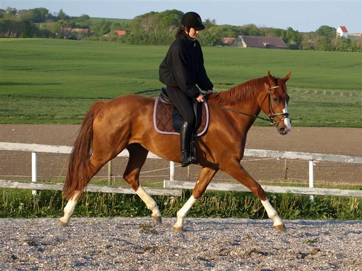 Dansk Varmblod Miss Dior SRDH - Gitte og Dioden billede 14