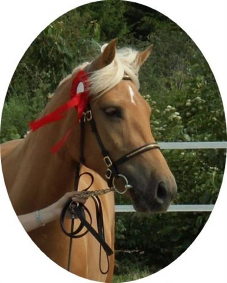 New Forest Stegstedgårds Quality - Qaulity har stolt modtaget sin røde rosette billede 17