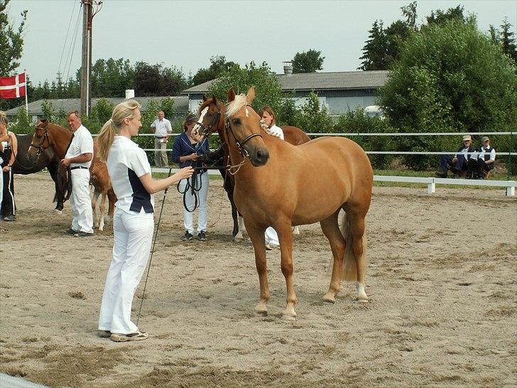 New Forest Stegstedgårds Quality - Elsker min lille guldpony. billede 18