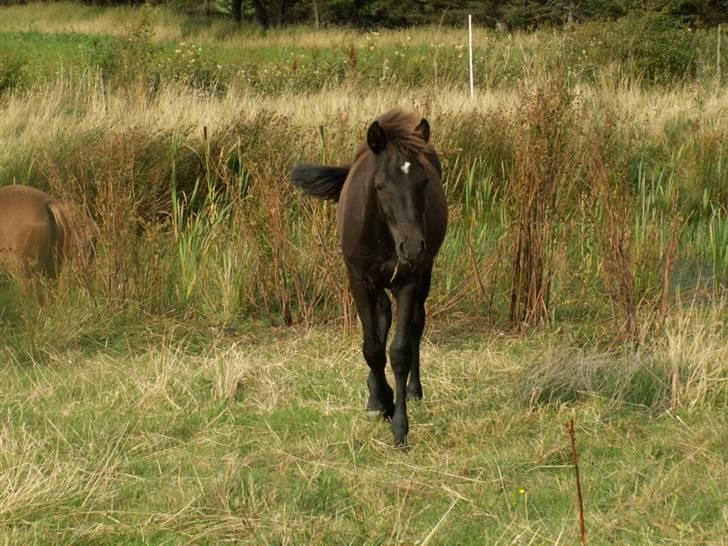 New Forest Calandias Avalanche  - Avalanche har lige været nede ved søen, og vil nu lige se hvem det er der står og tager billeder billede 20
