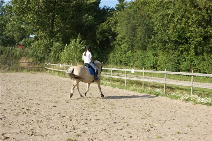 Fjordhest Thor Bindebjerg  - - Han jokker da ind under sig :b 16 Juli 09. Taget af RaschFoto. billede 2