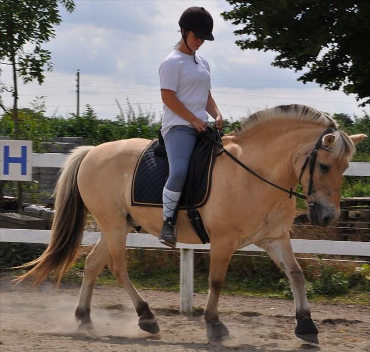 Fjordhest Thor Bindebjerg  - - 4 august 2010. billede 3