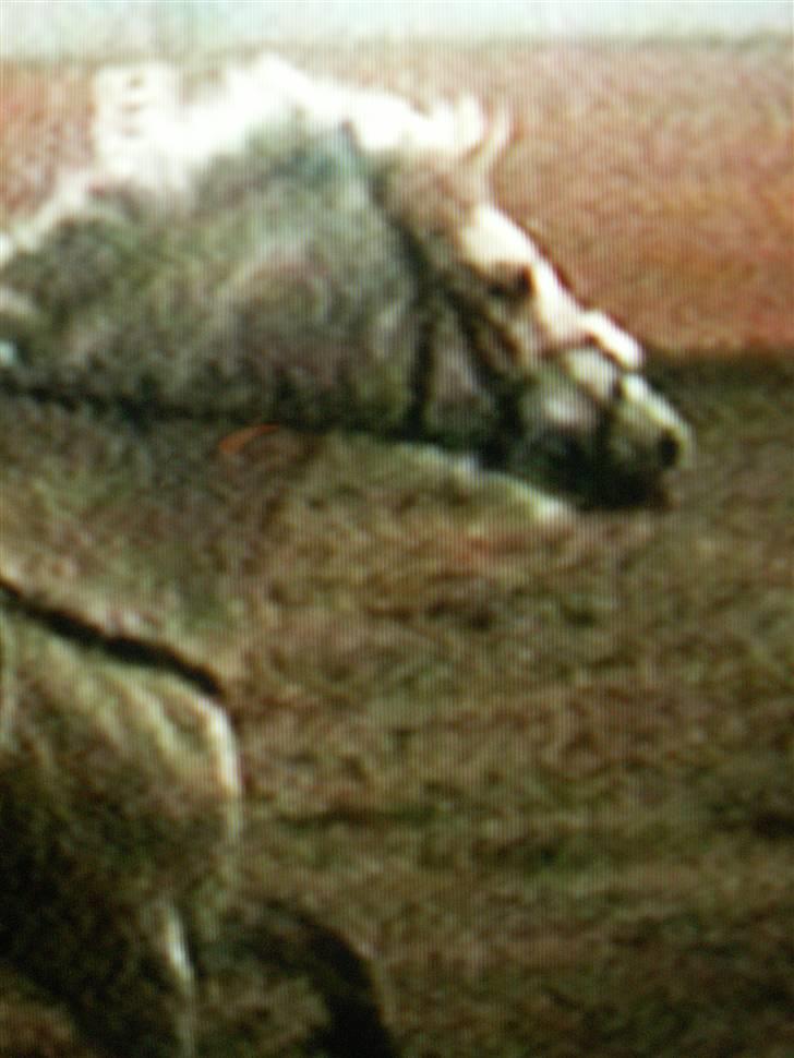 Connemara Cantali (SOLGT) - du en vild pony :) hehe billede 3