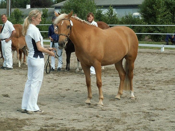 New Forest Stegstedgårds Quality - Sååå fin. billede 19