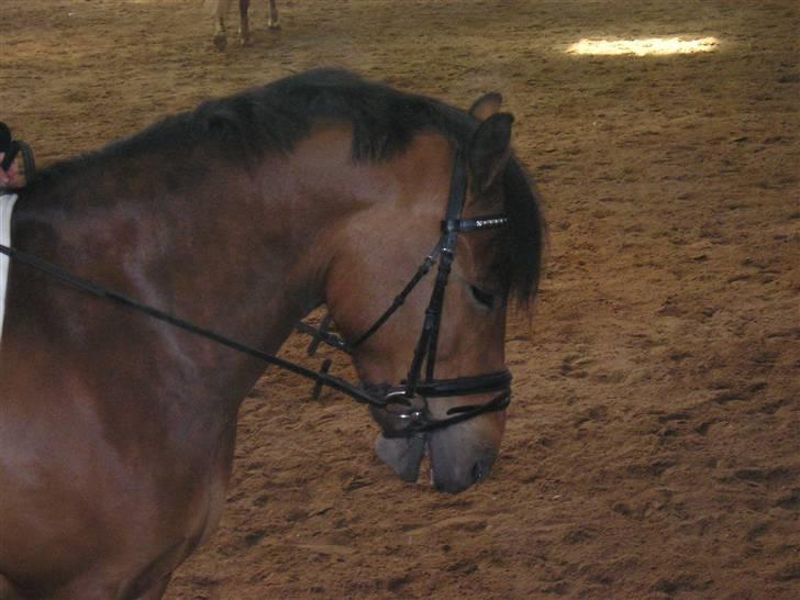 New Forest Texas (Solgt) billede 10