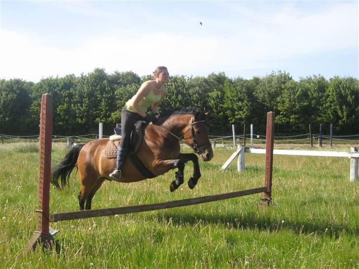 New Forest Texas (Solgt) - " I believe i can fly." ;b <3 billede 11