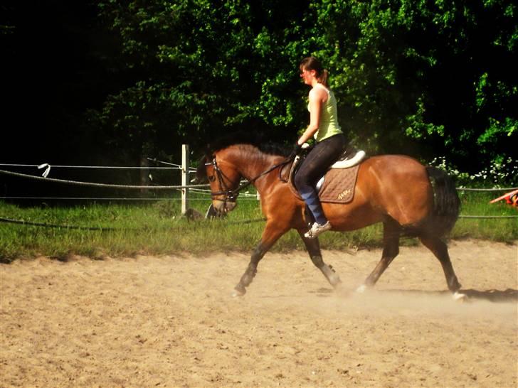 New Forest Texas (Solgt) - Redigeret dressur billede (; <3 billede 12