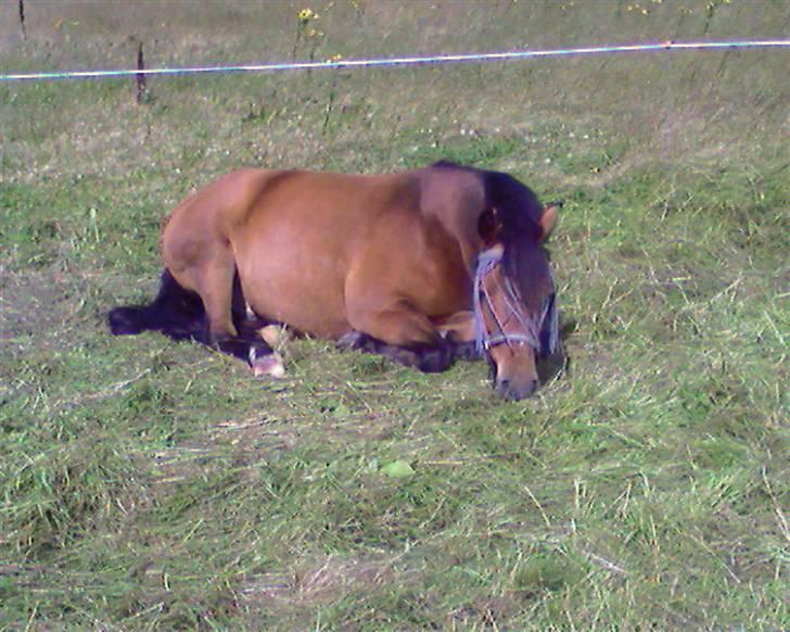 New Forest Texas (Solgt) - Basse er bare blevet såå træt ! <3 billede 13