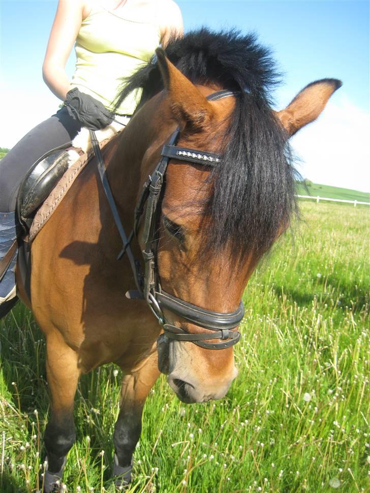 New Forest Texas (Solgt) - Basse´min :)<3 billede 14