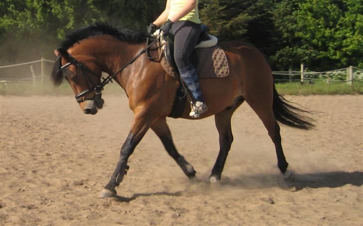 New Forest Texas (Solgt) - Dressur (; billede 15