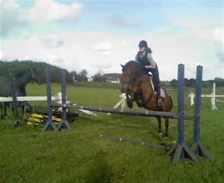 New Forest Texas (Solgt) - Hoop xD billede 16