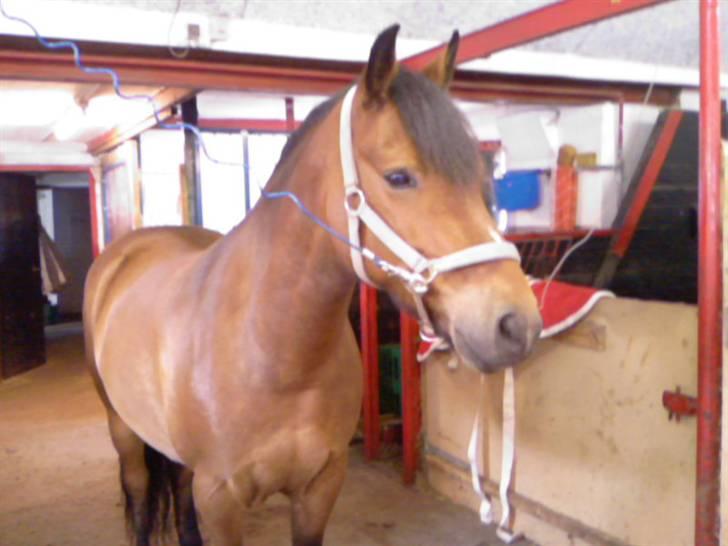 New Forest Texas (Solgt) - Flotte ham , på staldgangen :) billede 17