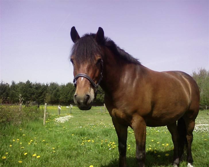 New Forest Texas (Solgt) - Basse på fold d. 7 maj 2008 billede 18