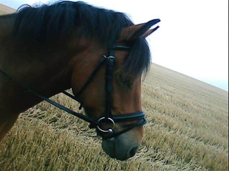 New Forest Texas (Solgt) - På stubmark :) billede 19