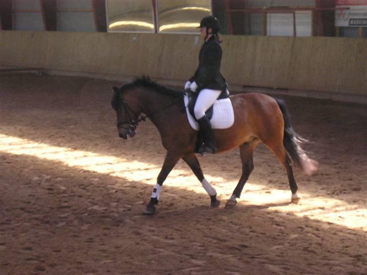 New Forest Texas (Solgt) - Stævne i BRRK d. 25 maj 2008. LC2 kom på en 3 plads ;) billede 20