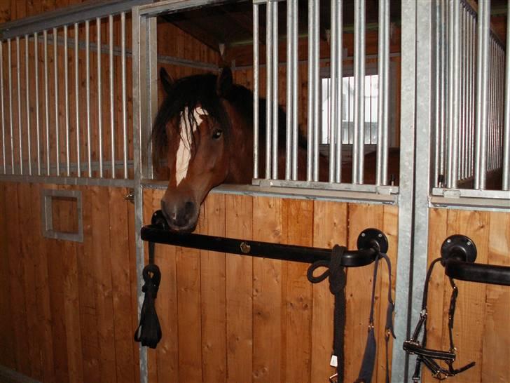 New Forest Flintdales EU SOLGT - EU kigger ud af hans nye boks billede 6