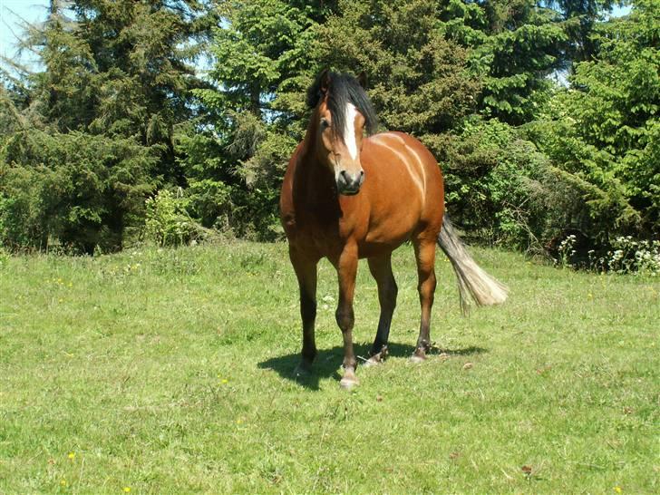 New Forest Flintdales EU SOLGT - EU på sommergræs billede 7