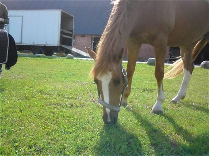 Tysk Sportspony La Belle Cheval  - .LA BELLE CHEVAL <3 billede 3
