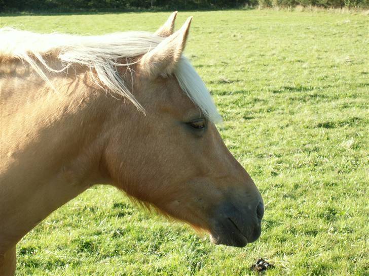 New Forest Stegstedgårds Quality - En nysgerrig Quality billede 20