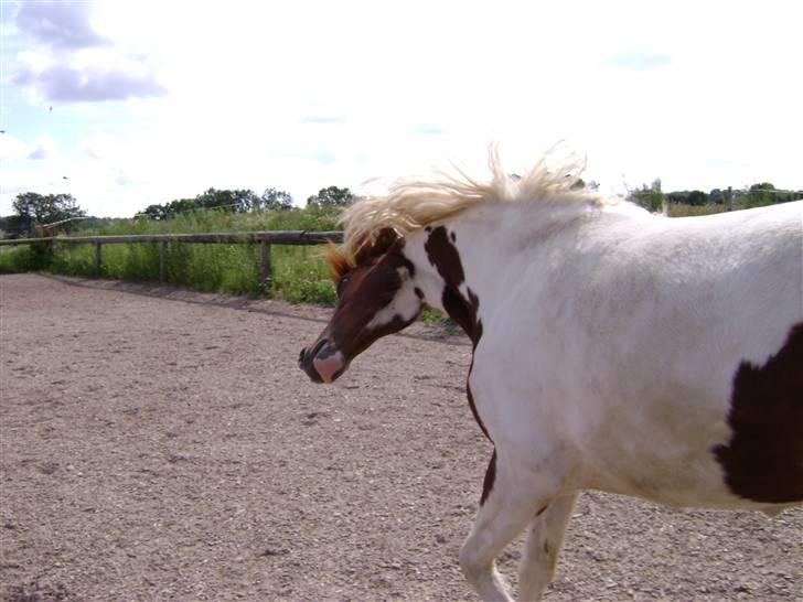 Pinto Lucky  SunDance billede 12