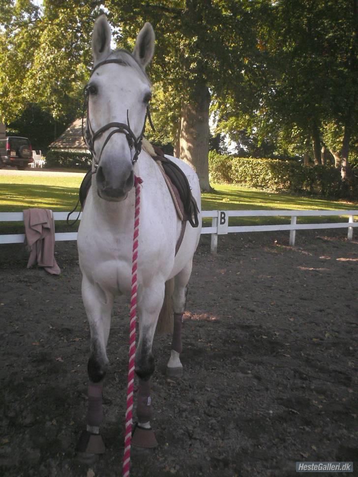 Trakehner Blå *HALVBLIND* - <3 billede 6