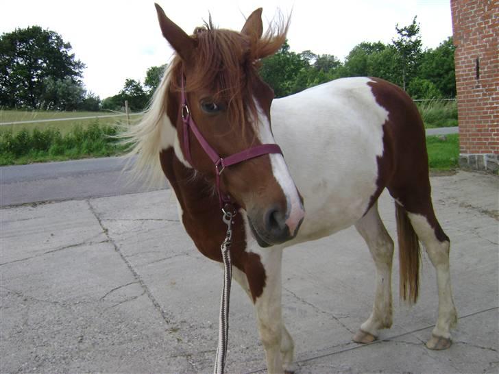 Pinto Lucky  SunDance billede 14