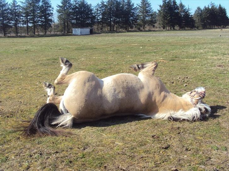 Fjordhest Freja | Stjerneponyen<3. - Freja der ruller sig <3  billede 12