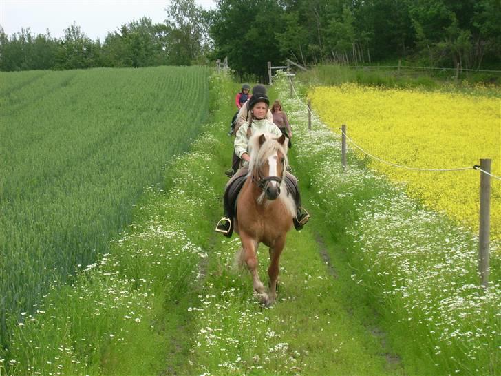 Haflinger AMOR - Herlig sommer,er på stall med bare haflinger billede 11
