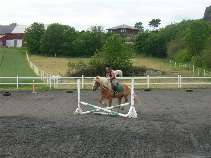 Haflinger AMOR - Vi har begynt å hoppe litt også billede 12